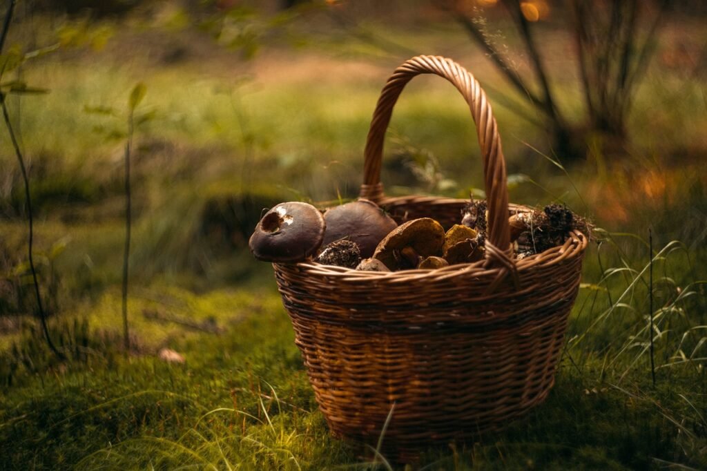 cesto de coleta de cogumelos num campo.